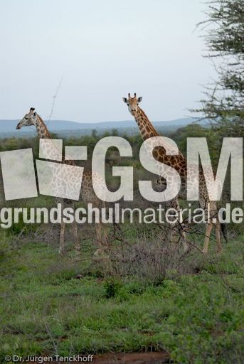 Giraffe (13 von 94).jpg